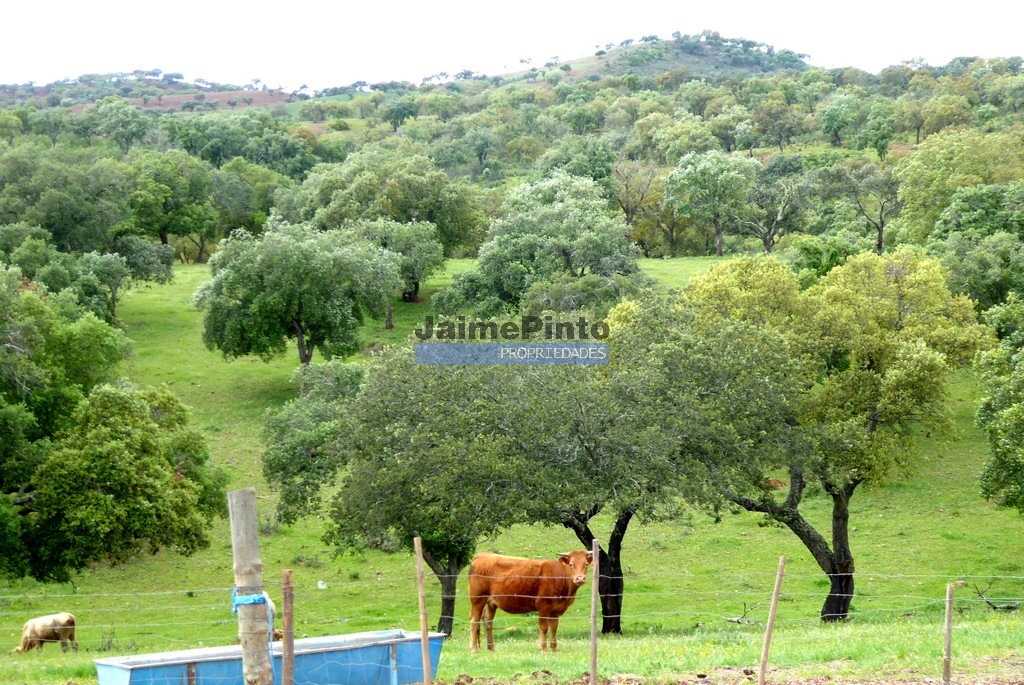 Herdade