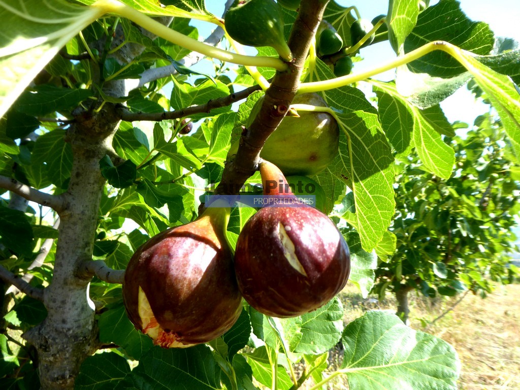 Terreno agricola