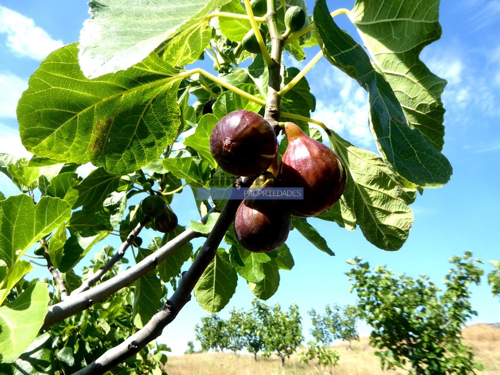 Terreno agricola