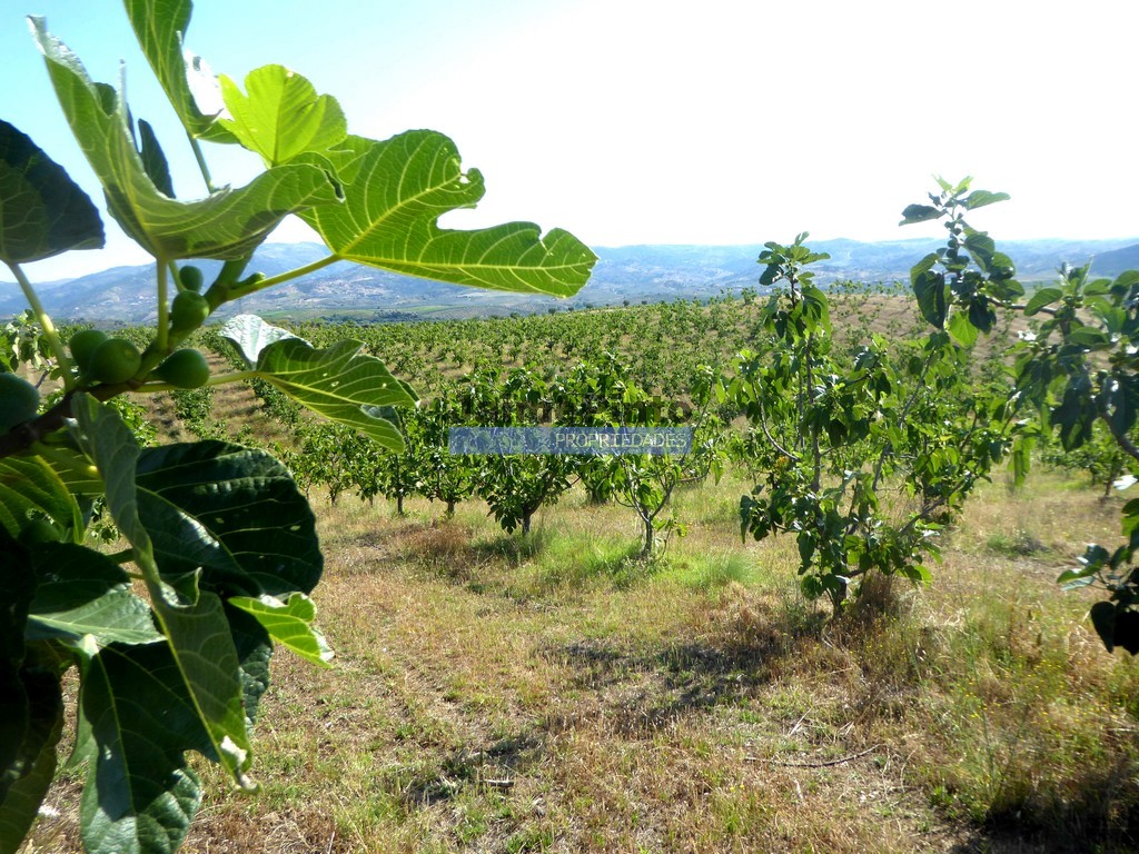 Terreno agricola