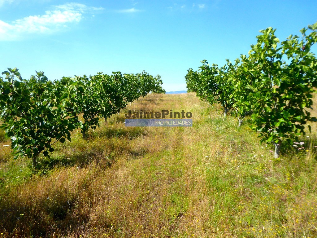 Terreno agricola