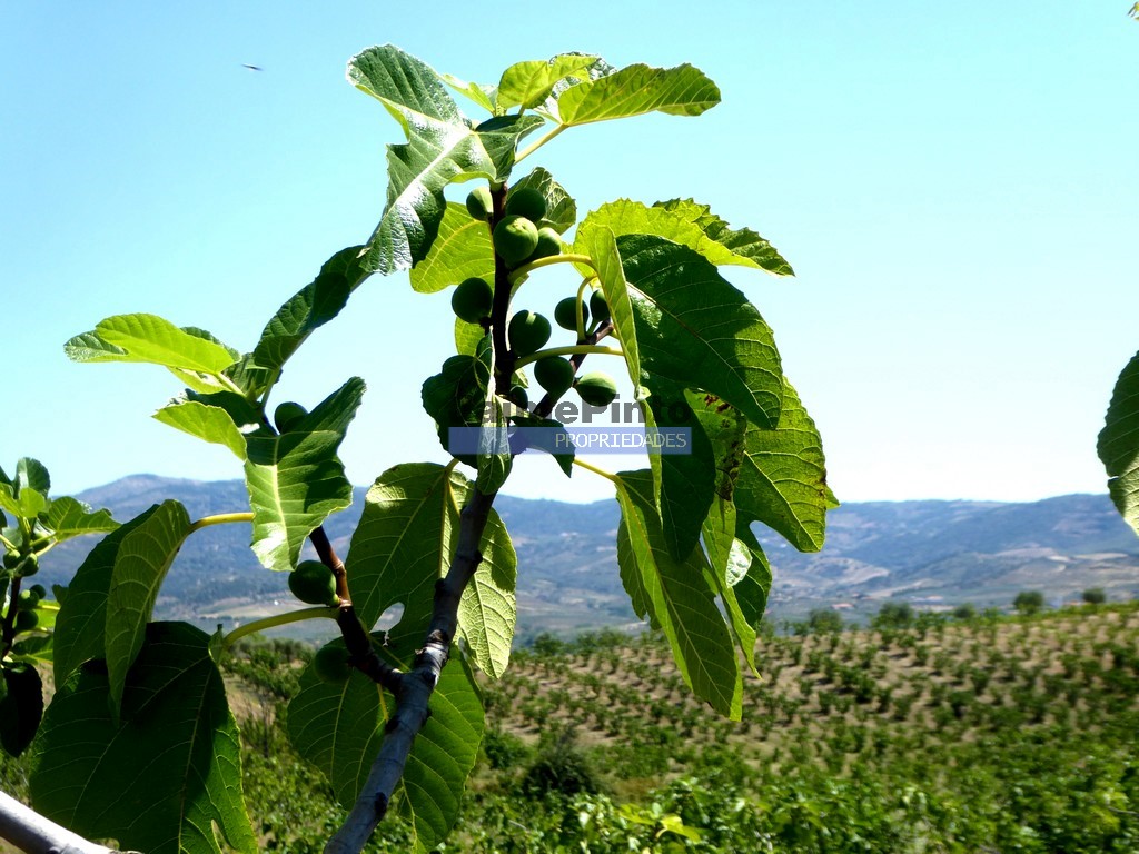 Terreno agricola