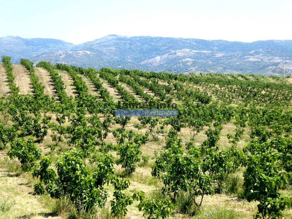 Terreno agricola