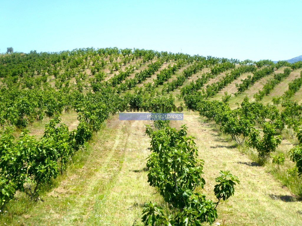 Terreno agricola