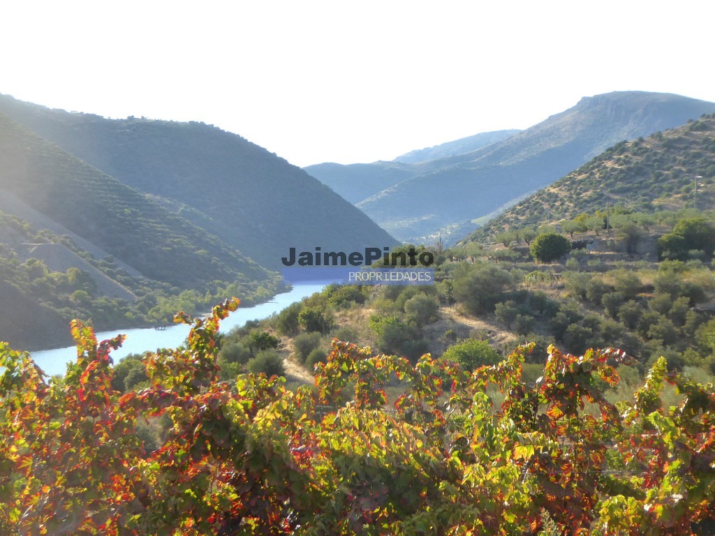 Quinta - ST - FIGUEIRA DE CASTELO RODRIGO