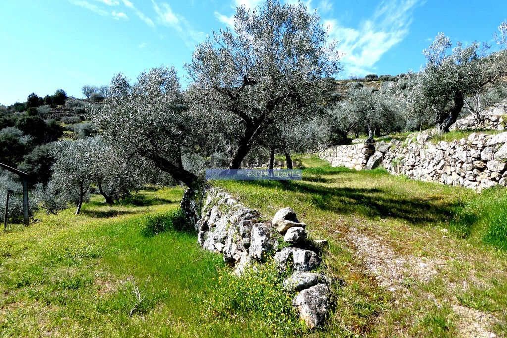 Quinta