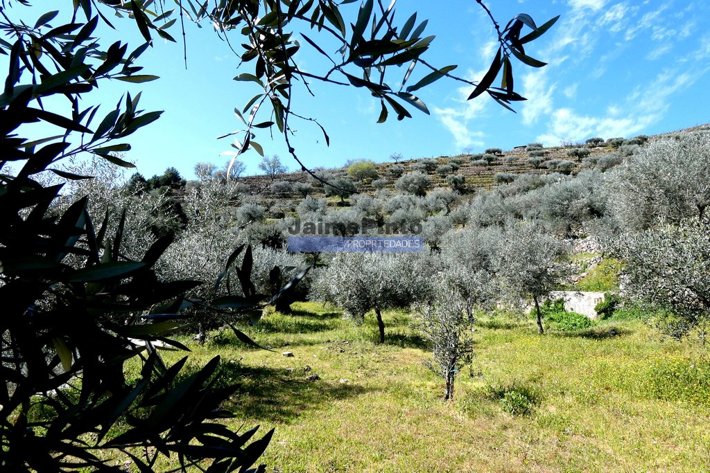 Quinta