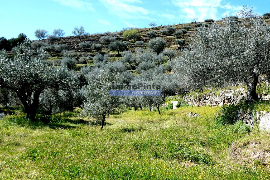 Quinta