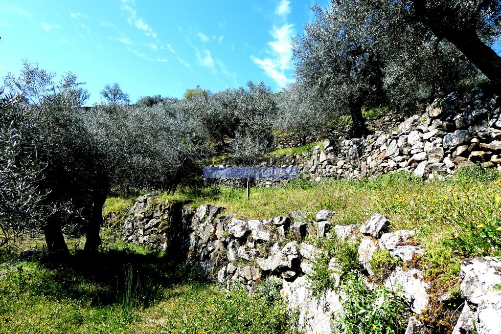 Quinta
