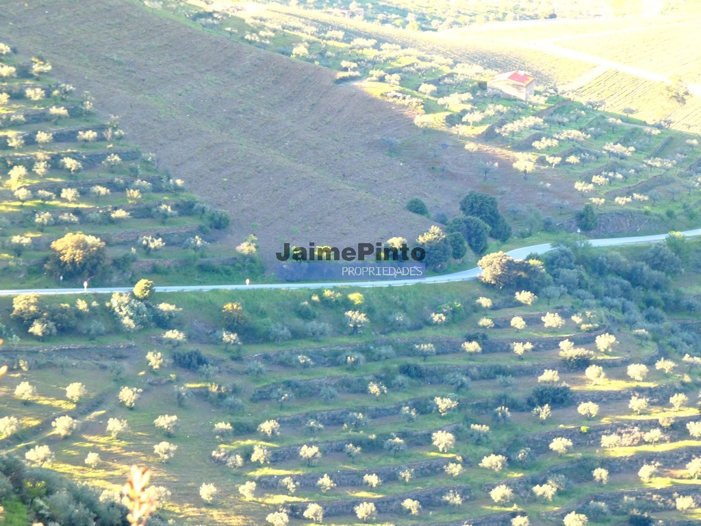 Quinta