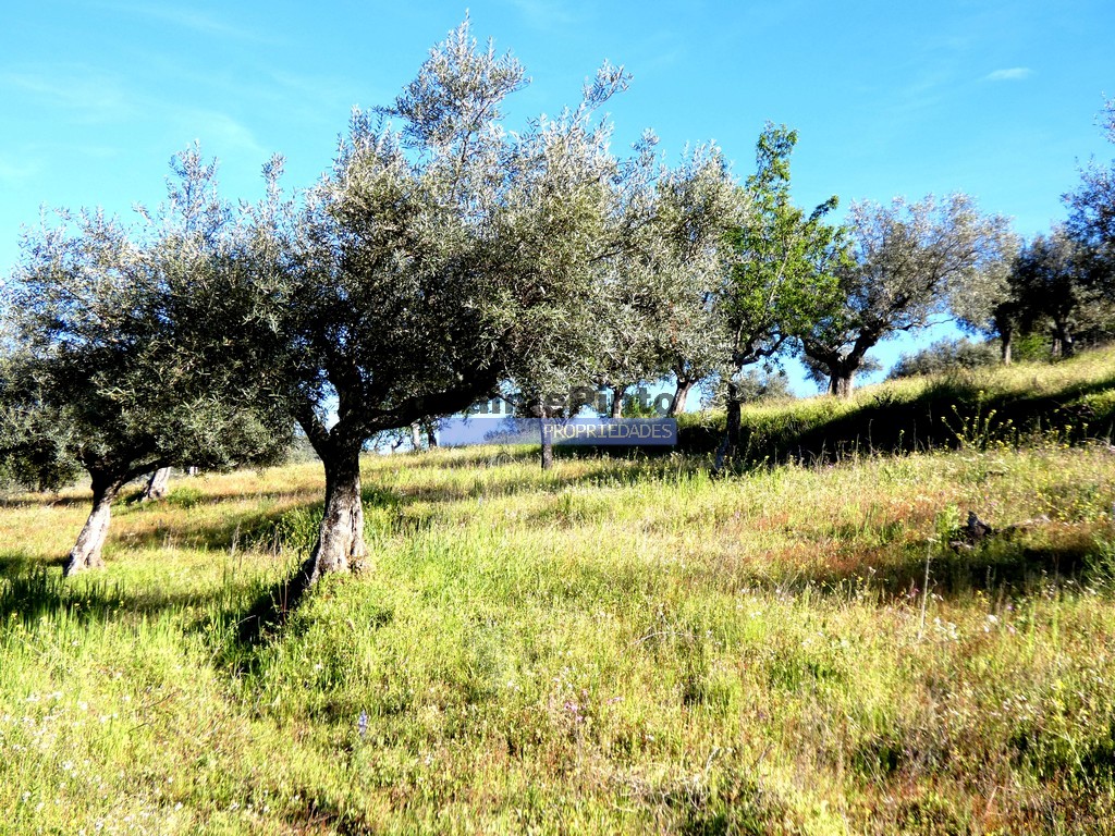 Quinta