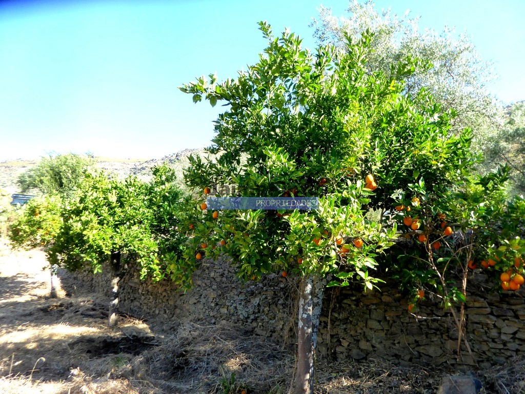 Quinta