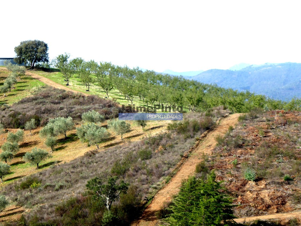 ST - ALFANDEGA DA FE