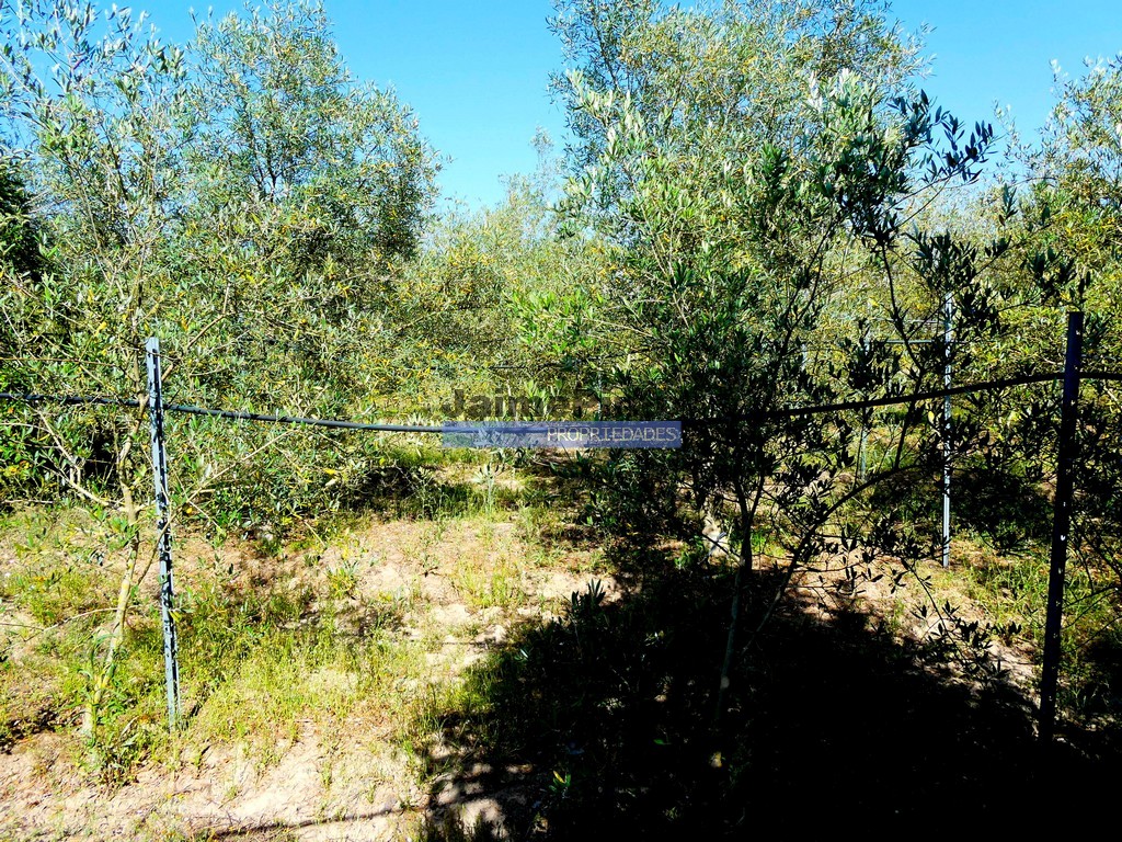 Quinta