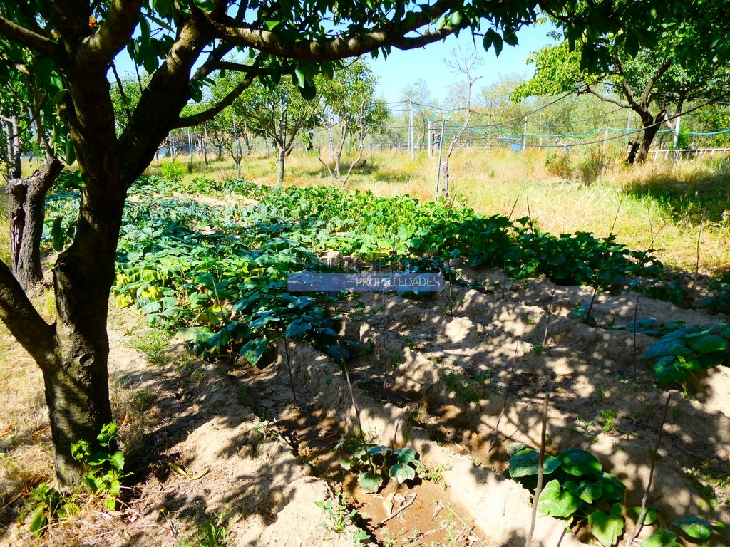 Quinta