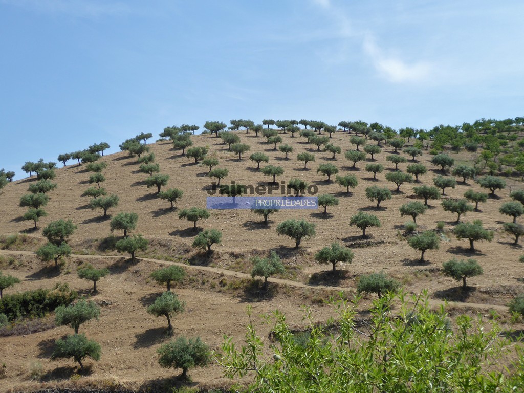 Quinta