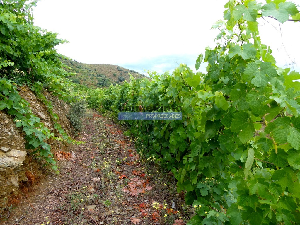 Quinta